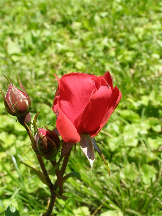 ruža 3